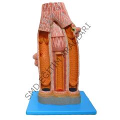 ARTER VE VEN MODELİ