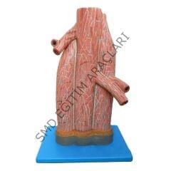 ARTER VE VEN MODELİ