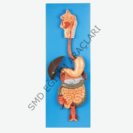 SİNDİRİM SİSTEMİ MODELİ MAKETİ