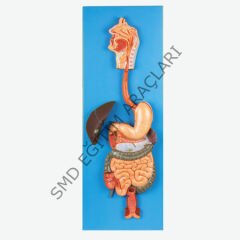 SİNDİRİM SİSTEMİ MODELİ MAKETİ