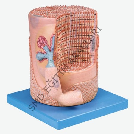 KAS LİFİ MODEL MAKETİ