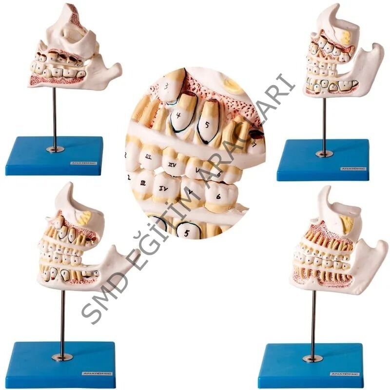 DİŞ GELİŞİM SETİ 4 PARÇA