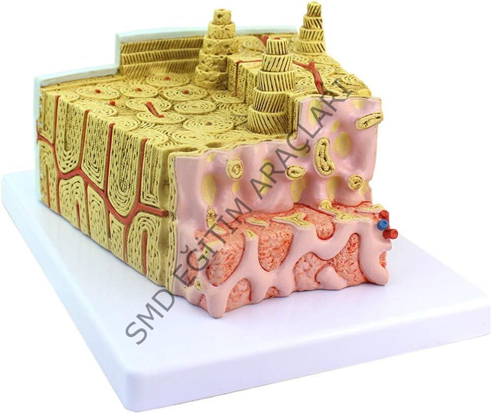 KEMİK YAPISI ANATOMİK MODELİ