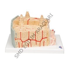 KEMİK YAPISI ANATOMİK MODELİ